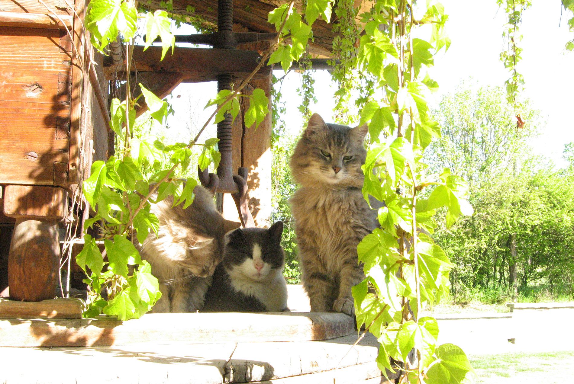 Agriturismo Oltrepo Pavese Provincia di Pavia Lombardia Italia Camere B&B Albergo